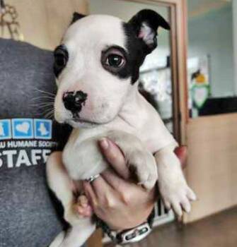 Mixed Breed Dogs Available for Adoption - PANDA | PetCurious