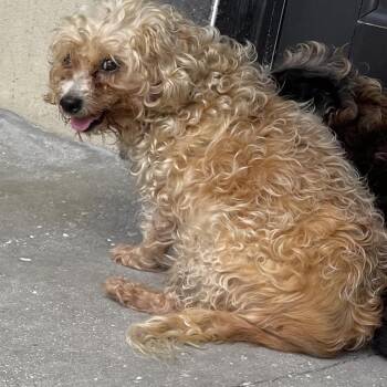 Jessie 3870 -  Mixed Breed Dog for Adoption in Loxahatchee Groves, Florida - Jessie 3870 | PetCurious