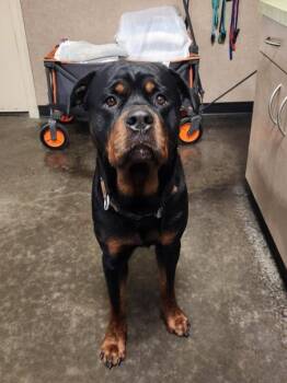 Found stray: Zero Small -  Rottweiler Dog Available for Adoption in Rockwall, Texas - Found Stray: Zero Small | PetCurious