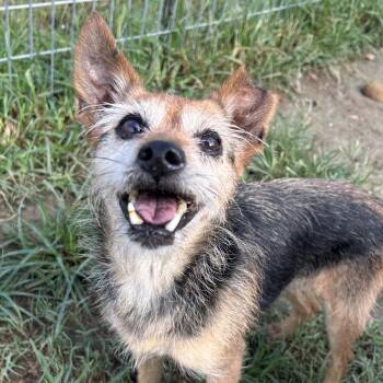 Ribbon in NH Come Meet our Adoptable Dogs Wednesday-Saturday. Mo -  Yorkshire Terrier Dog for Adoption in Manchester, New Hampshire - Ribbon In NH Come Meet Our Adoptable Dogs Wednesday-Saturday. Mo | PetCurious