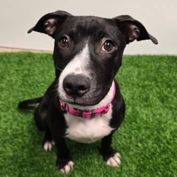 Rescue Mixed Breed Dogs for Adoption in Columbia, Missouri - Twizzler | PetCurious