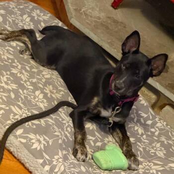 Chloe -  Australian Kelpie and Australian Cattle Dog Blue Heeler Dog for Adoption in Longview, Texas - Chloe | PetCurious