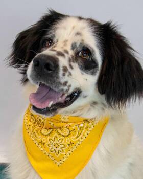 Maxwell -  Spaniel and Basset Hound Dog for Adoption in Kennesaw, Georgia - Maxwell | PetCurious