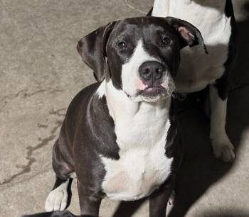 Labrador Retriever and American Staffordshire Terrier Dogs Available for Adoption in West Hollywood, California - Honey | PetCurious