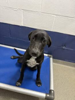 Sora 5mo AVA 10/7 -  Mixed Breed Dog for Adoption in Sterling, Massachusetts - Sora 5mo AVA 10/7 | PetCurious