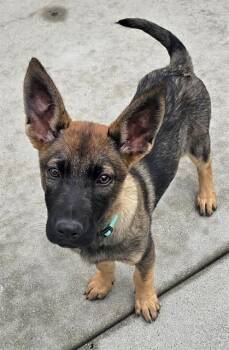 Belgian Shepherd Malinois and German Shepherd Dog Dogs Available for Adoption in Santa Cruz, California - FAIRY RING* | PetCurious
