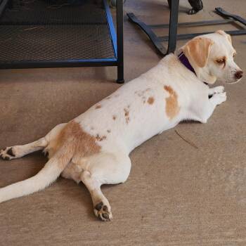 Marla -  Chihuahua Dog for Adoption in Marfa, Texas - Marla | PetCurious