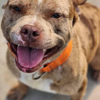 Rescue American Staffordshire Terrier Dogs for Adoption in Humboldt, Tennessee - Oliver | PetCurious