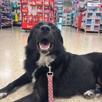 Lucas -  Border Collie and Mixed Breed Dog for Adoption in Webster, Texas - Lucas | PetCurious