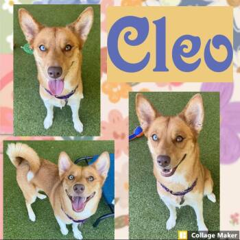 cleo -  Siberian Husky Dog for Adoption in Clearfield, Pennsylvania - Cleo | PetCurious