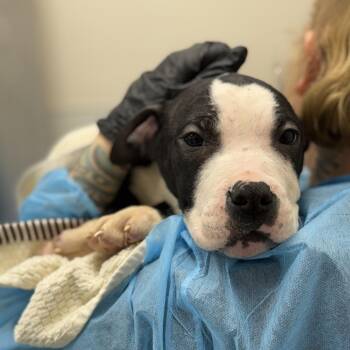 Mixed Breed Dogs Available for Adoption - Oberon | PetCurious