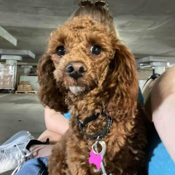 Ginger -  Cavalier King Charles Spaniel and Miniature Poodle Dog for Adoption in Sinking Spring, Pennsylvania - Ginger | PetCurious