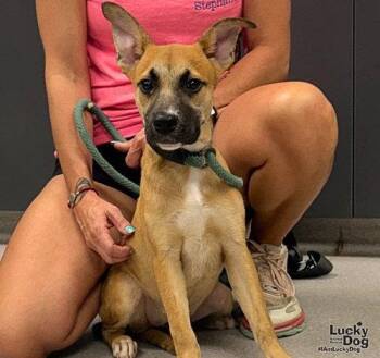 Marta -  Shepherd Dog for Adoption in Washington, District Of Columbia - Marta | PetCurious