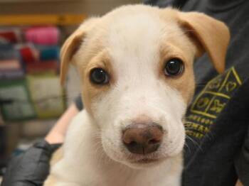 Provolone -  Pit Bull Terrier and Shepherd Dog for Adoption in Portland, Oregon - Provolone | PetCurious