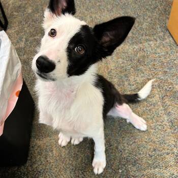 Border Collie Dogs Available for Adoption in Lindon, Utah - Zoya | PetCurious
