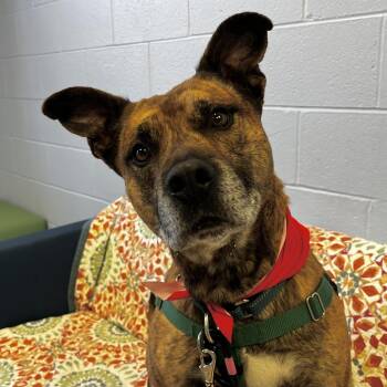 Mixed Breed Dogs Available for Adoption in Fairport, New York - Mikey | PetCurious