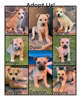 Shepherd Mix Litter -  Shepherd Dog for Adoption in Glendale, Arizona - Shepherd Mix Litter | PetCurious