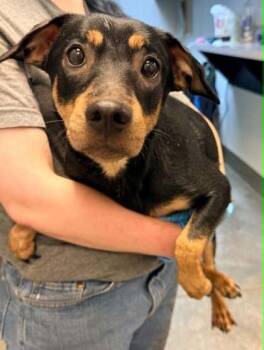 Sophia -  Chihuahua and Mixed Breed Dog for Adoption in Bowling Green, Kentucky - Sophia | PetCurious