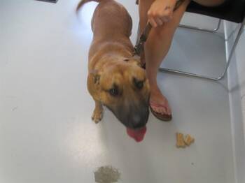 OTTER -  Bull Terrier and Mixed Breed Dog for Adoption in Ocala, Florida - OTTER | PetCurious