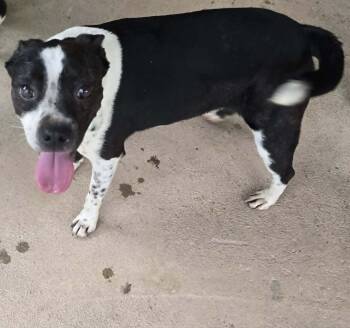 DOBBY -  Australian Cattle Dog Blue Heeler and Australian Shepherd Dog for Adoption in Lakewood Ranch, Florida - DOBBY | PetCurious