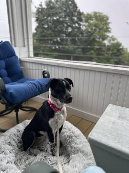 Boots -  Mixed Breed Dog for Adoption in Highland, New York - Boots | PetCurious
