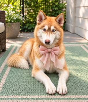 Honey -  Siberian Husky Dog for Adoption in Crosby, Texas - Honey | PetCurious