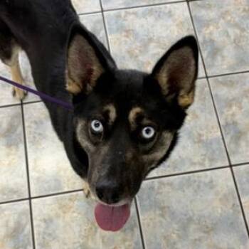 Husky and German Shepherd Dog Dogs Available for Adoption in Naperville, Illinois - Skye | PetCurious