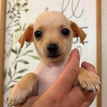 Aster -  Chihuahua and Mixed Breed Dog for Adoption in Alma, Wisconsin - Aster | PetCurious