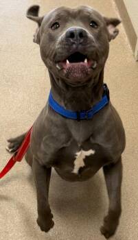 Torque -  Pit Bull Terrier Dog for Adoption - Torque | PetCurious