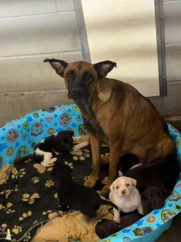 TRIXIE (NURSING MOTHER, RESCUE ONLY) -  Belgian Shepherd Malinois Dog for Adoption in Elizabethtown, North Carolina - TRIXIE (NURSING MOTHER, RESCUE ONLY) | PetCurious