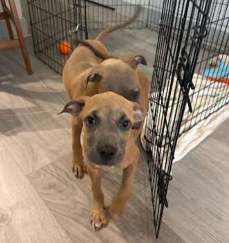 Newt -  American Staffordshire Terrier Dog for Adoption in Sedalia, Colorado - Newt | PetCurious