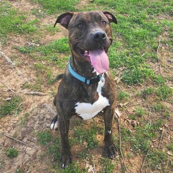 Mixed Breed Dogs Available for Adoption in Chattanooga, Tennessee - Keebler | PetCurious
