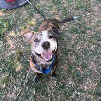 Pit Bull Terrier and Mixed Breed Dogs Available for Adoption in Roanoke, Virginia - Aloka | PetCurious
