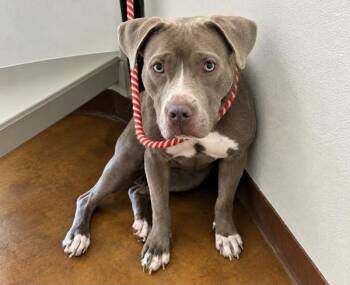 Siara -  Pit Bull Terrier Dog for Adoption in Austin, Texas - Siara | PetCurious