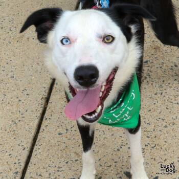 Rescue Border Collie Dogs for Adoption in Washington, District Of Columbia - Fly | PetCurious