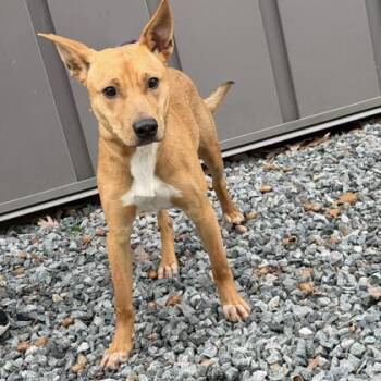 Mixed Breed Dogs Available for Adoption - Champ | PetCurious