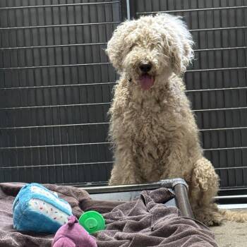 Annie -  Poodle and Mixed Breed Dog for Adoption in Murray, Utah - Annie | PetCurious