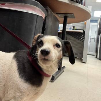 Terrier Dogs Available for Adoption - Itty Bitty | PetCurious