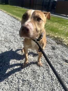MAE -  Pit Bull Terrier Dog for Adoption in Indianapolis, Indiana - MAE | PetCurious