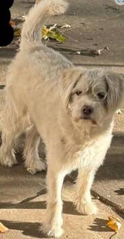 Rescue Terrier and Mixed Breed Dogs for Adoption in Kansas City, Missouri - Zelda | PetCurious