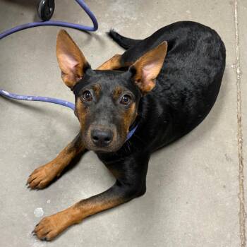 Silly -  Chihuahua and Mixed Breed Dog for Adoption in Yuma, Arizona - Silly | PetCurious