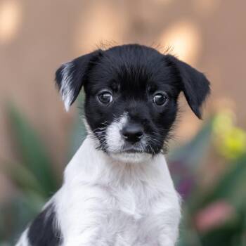 Rescue Wirehaired Terrier and Jack Russell Terrier Dogs for Adoption in San Diego, California - Etsy Pup - Creative | PetCurious