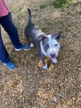 Buddy -  Staffordshire Bull Terrier Dog for Adoption in Chattanooga, Tennessee - Buddy | PetCurious