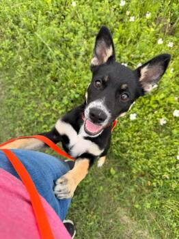 Australian Cattle Dog Blue Heeler and German Shepherd Dog Dogs Available for Adoption in Brookeville, Maryland - Peachie | PetCurious