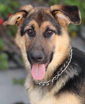 Cassidy von Dahn -  German Shepherd Dog Dog for Adoption in Los Angeles, California - Cassidy Von Dahn | PetCurious