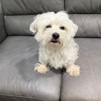 Charlie -  Maltipoo Dog for Adoption in Sault Ste. Marie, Michigan - Charlie | PetCurious