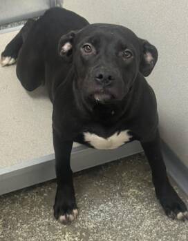Pepsi -  Labrador Retriever Dog for Adoption in Little Rock, Arkansas - Pepsi | PetCurious