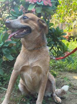 Spark -  Foxhound and Australian Cattle Dog Blue Heeler Dog for Adoption in Ramona, California - Spark | PetCurious