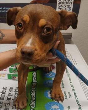 Ronna -  Smooth Fox Terrier and Dachshund Dog for Adoption in Thompson Falls, Montana - Ronna | PetCurious