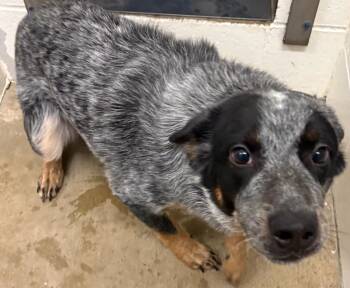 Australian Cattle Dog Blue Heeler Dogs Available for Adoption in Gillette, Wyoming - Bullseye | PetCurious